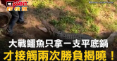 圖說-大戰鱷魚只拿一支平底鍋　才接觸兩次勝負揭曉！