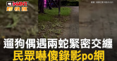 圖說-遛狗偶遇兩蛇緊密交纏　民眾嚇傻錄影po網