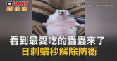 圖說-看到最愛吃的蟲蟲來了　日刺蝟秒解除防衛
