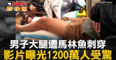 圖說-男子大腿遭馬林魚刺穿　影片曝光1200萬人受驚